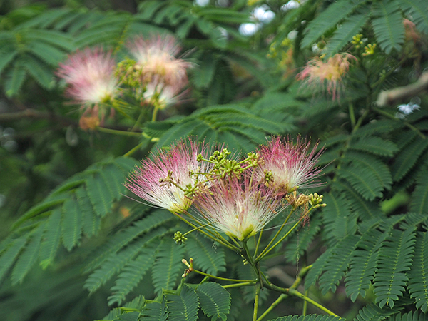 ネムノキの花 ネムノキの花
