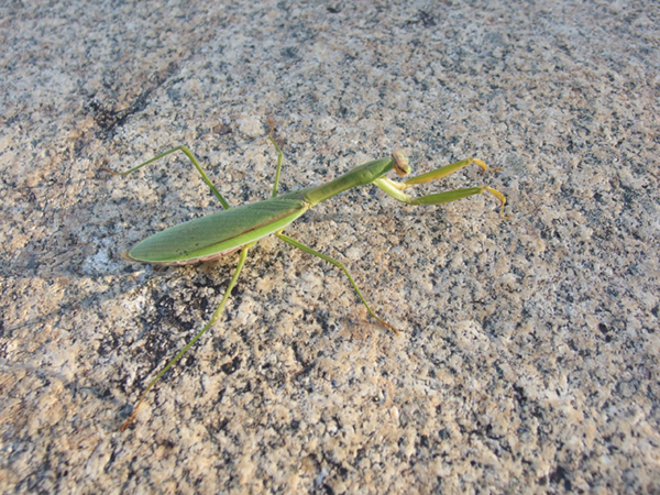 オオカマキリ オオカマキリ