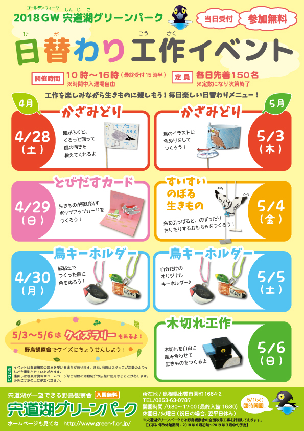 コハクチョウ