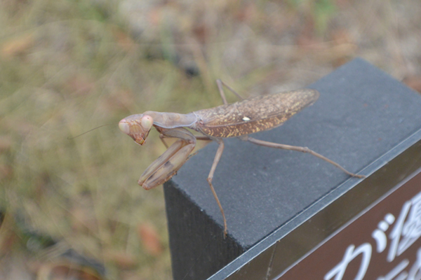 ハラビロカマキリ褐色型 ハラビロカマキリ褐色型