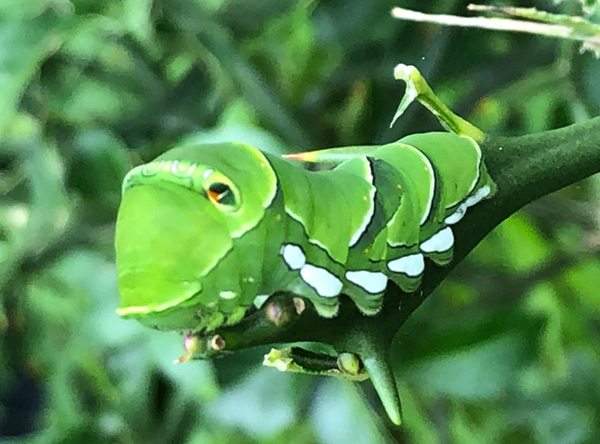 ナミアゲハの幼虫