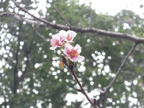 ヤマザクラ