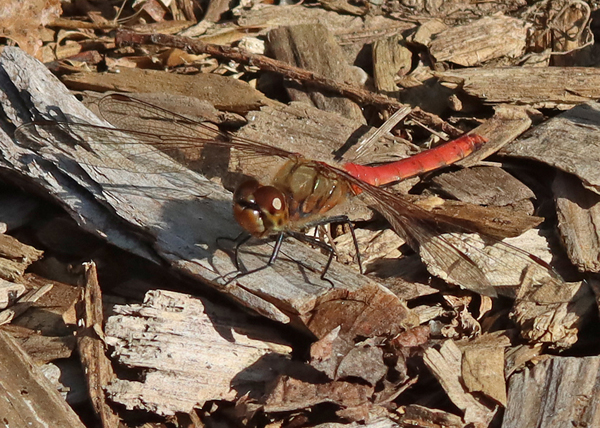 アキアカネ