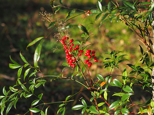 �i���e��