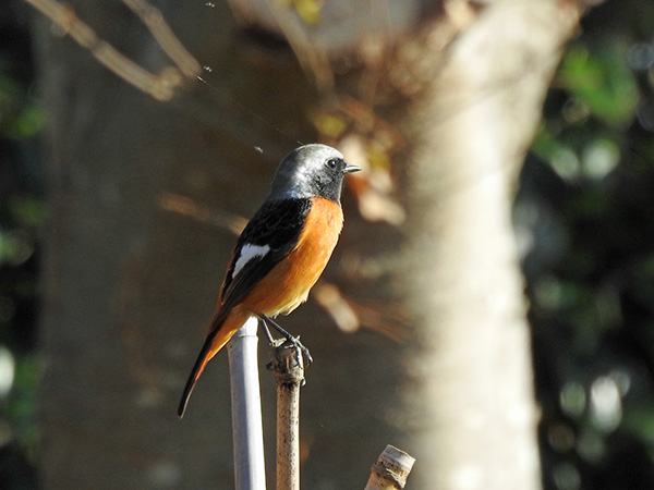 �W���E�r�^�L