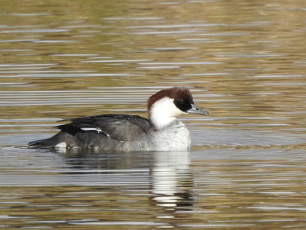 �~�R�A�C�T