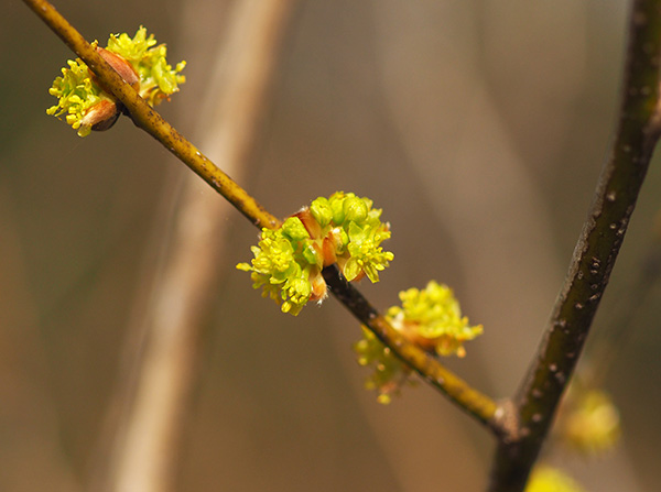 �_���R�E�o�C