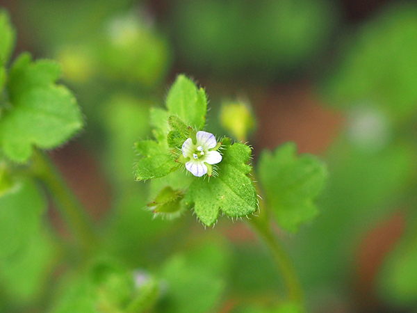 �t���T�o�\�E