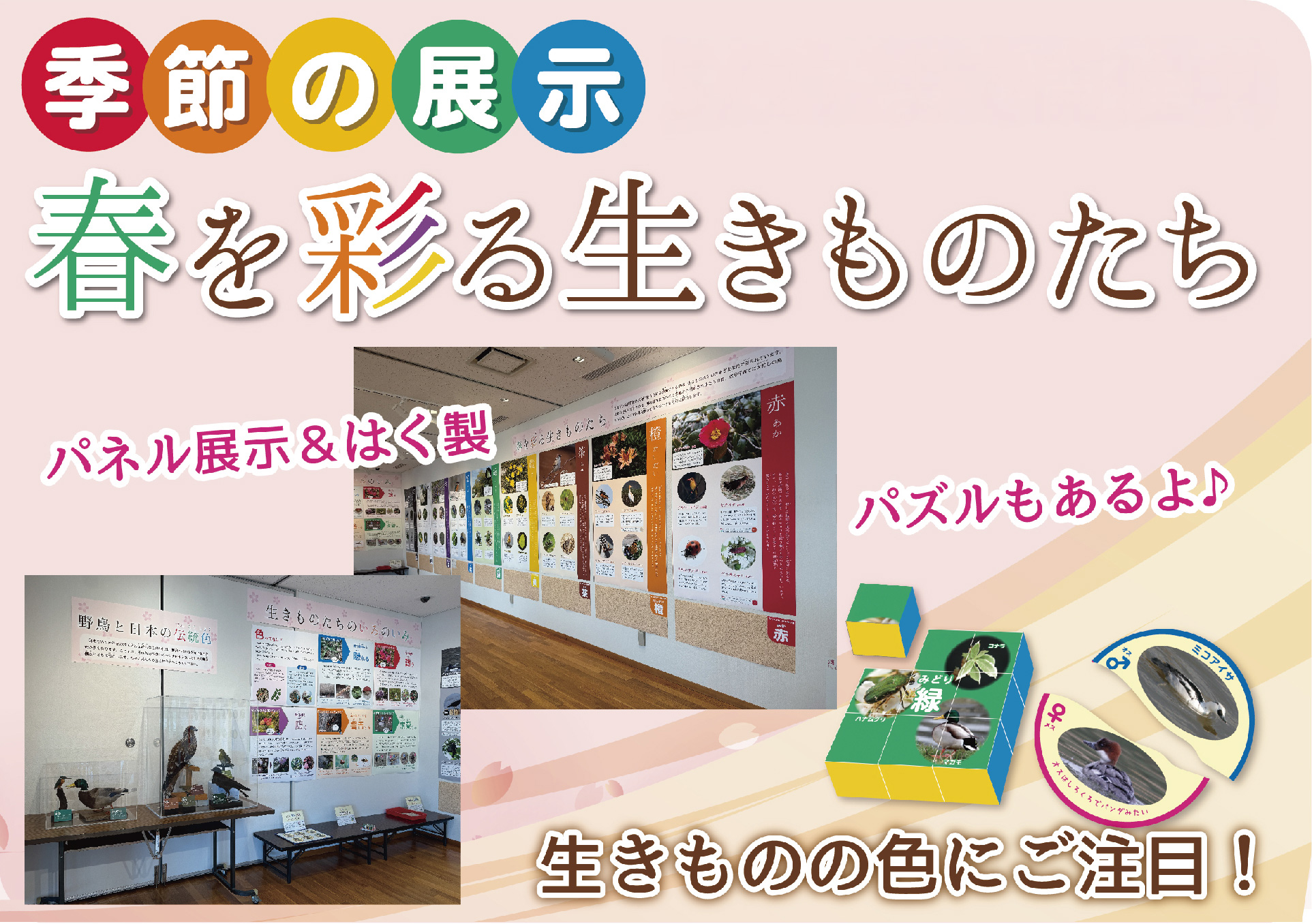 コーナー展示
