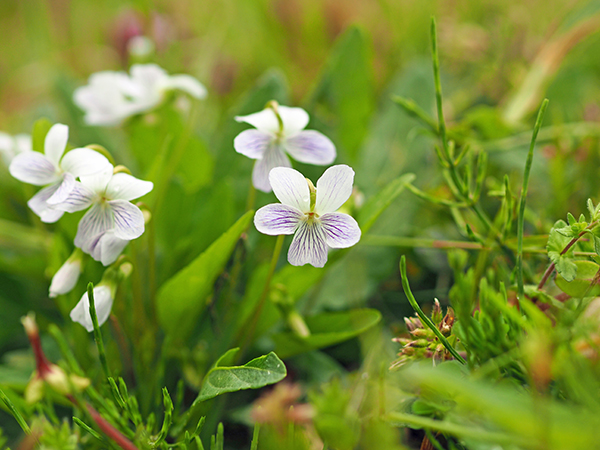 �A���A�P�X�~��