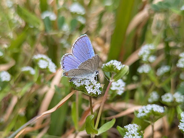 �c�o���V�W�~