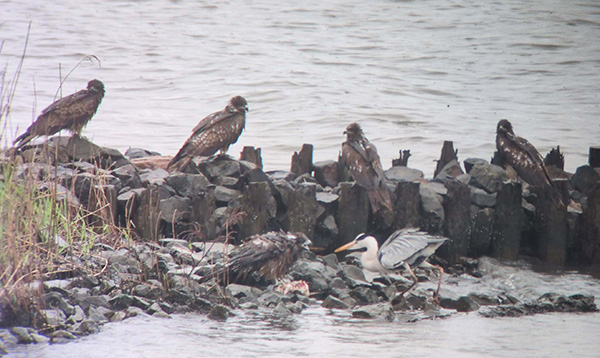 �g�r���A�I�T�M