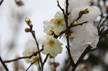 梅の花