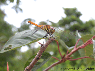 アキアカネ