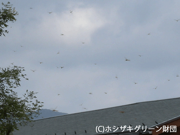 ウスバキトンボの群れ