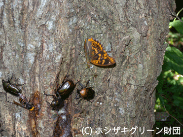 樹液に集まる昆虫