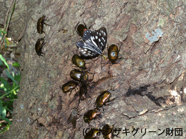 樹液に集まる昆虫