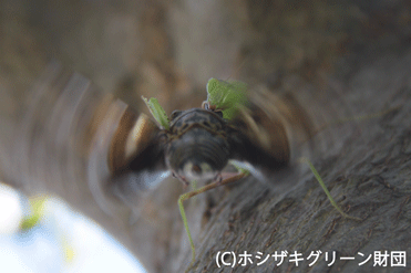 アブラゼミをつかまえたカマキリ