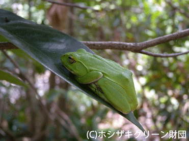 シュレーゲルアオガエル