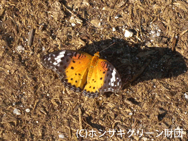 ツマグロヒョウモン