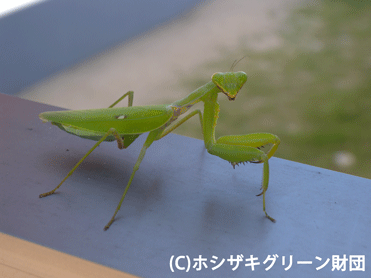 ハラビロカマキリ