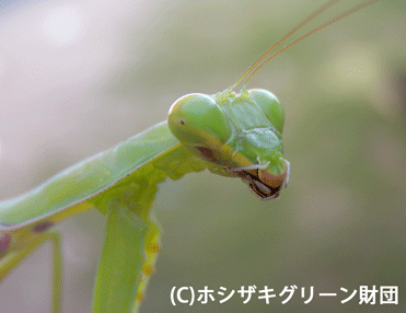 ハラビロカマキリの顔