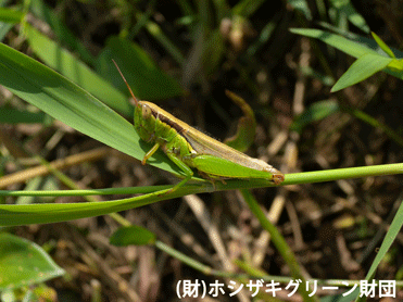 コバネイナゴ