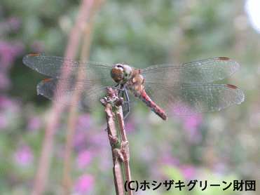 アキアカネ