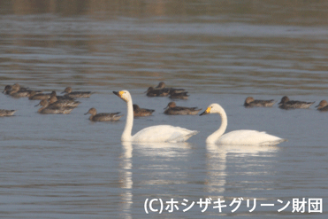 コハクチョウ初飛来