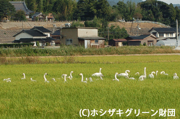 グリーンパーク北側田んぼのコハクチョウ