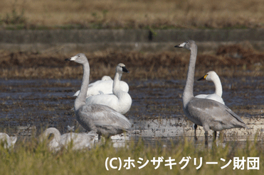 オオハクチョウ