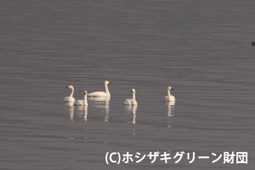 コハクチョウ