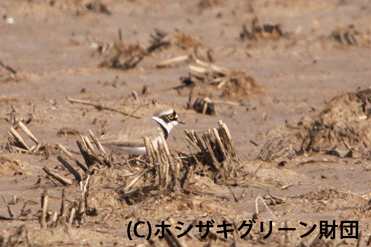 コチドリ