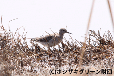 タカブシギ