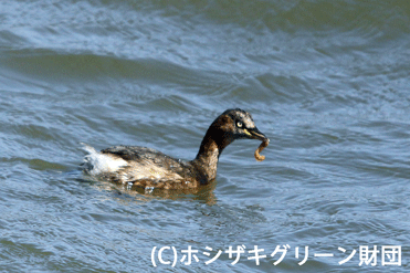 カイツブリ