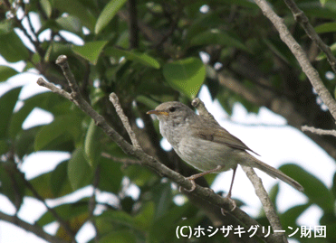 コシャクシギとチュウシャクシギ