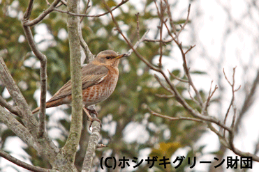 亜種ハチジョウツグミ