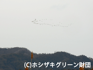 北山を越えるマガン