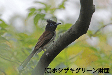 サンコウチョウ