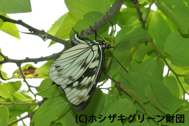 ゴマダラチョウの産卵