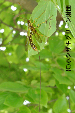 オナガバチの一種