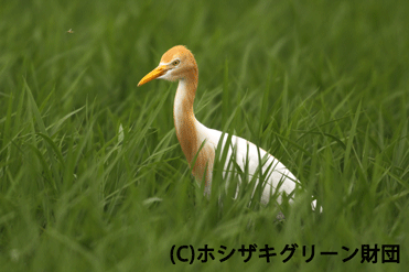 アマサギ