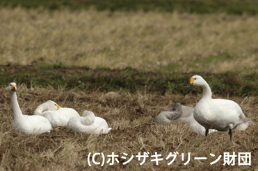 コハクチョウ