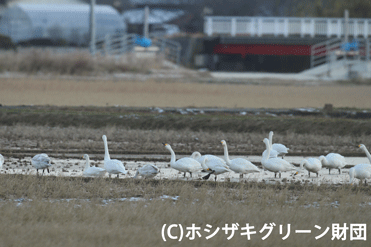 コハクチョウ