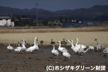 コハクチョウとマガン