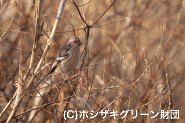 ベニマシコ