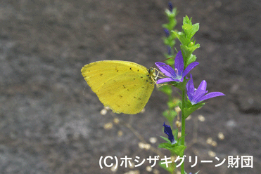 キチョウ