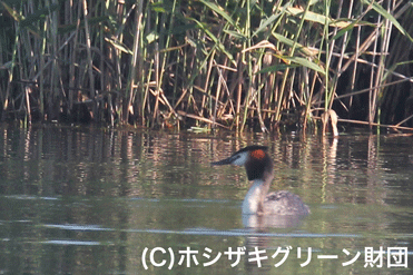 カンムリカイツブリ