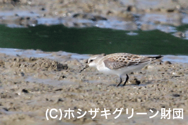 トウネン