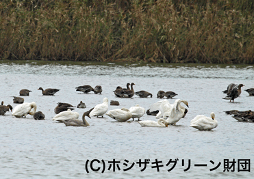 コハクチョウ